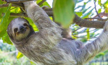 Picture of Sloth in tree