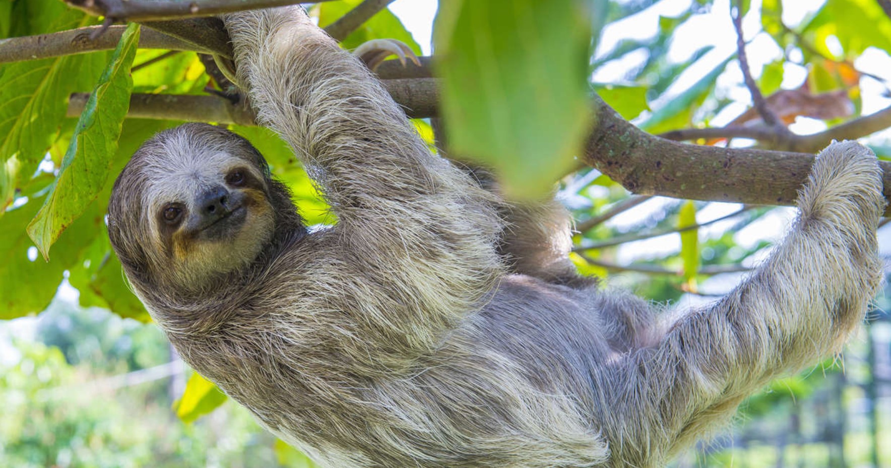 Picture of Sloth in tree